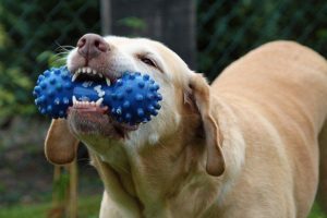 kong dog toys target